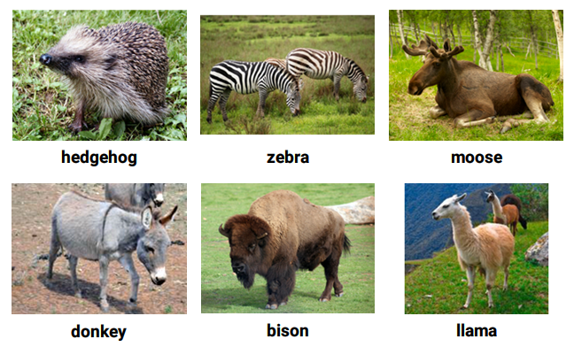 Từ vựng tiếng Anh về Các loài động vật | Từ vựng tiếng Anh theo chủ đề & hình ảnh