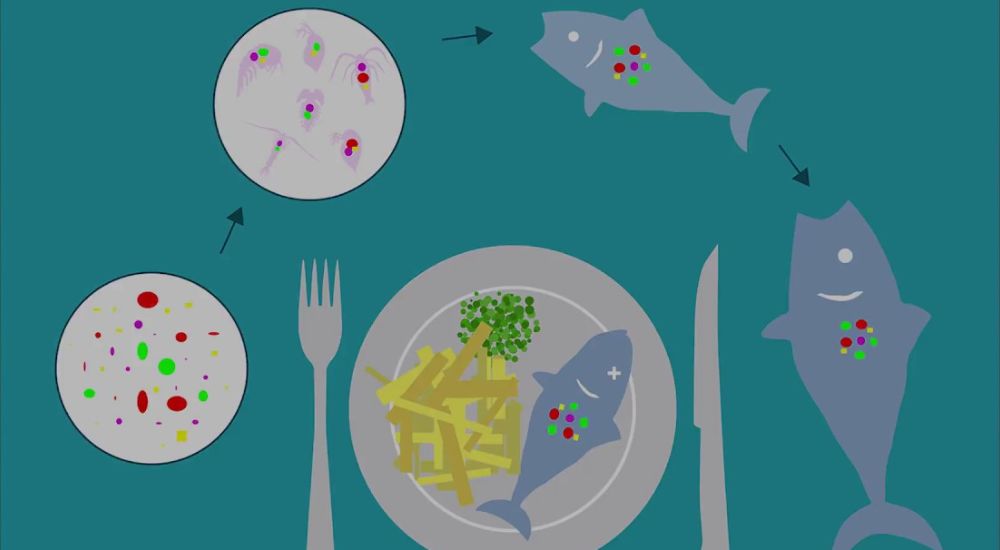 Hạt vi nhựa có trong thực phẩm